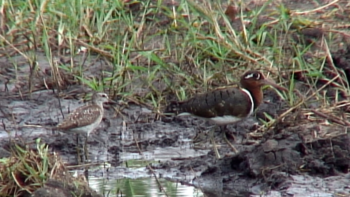 Greater Painted-Snipe - Josep del Hoyo