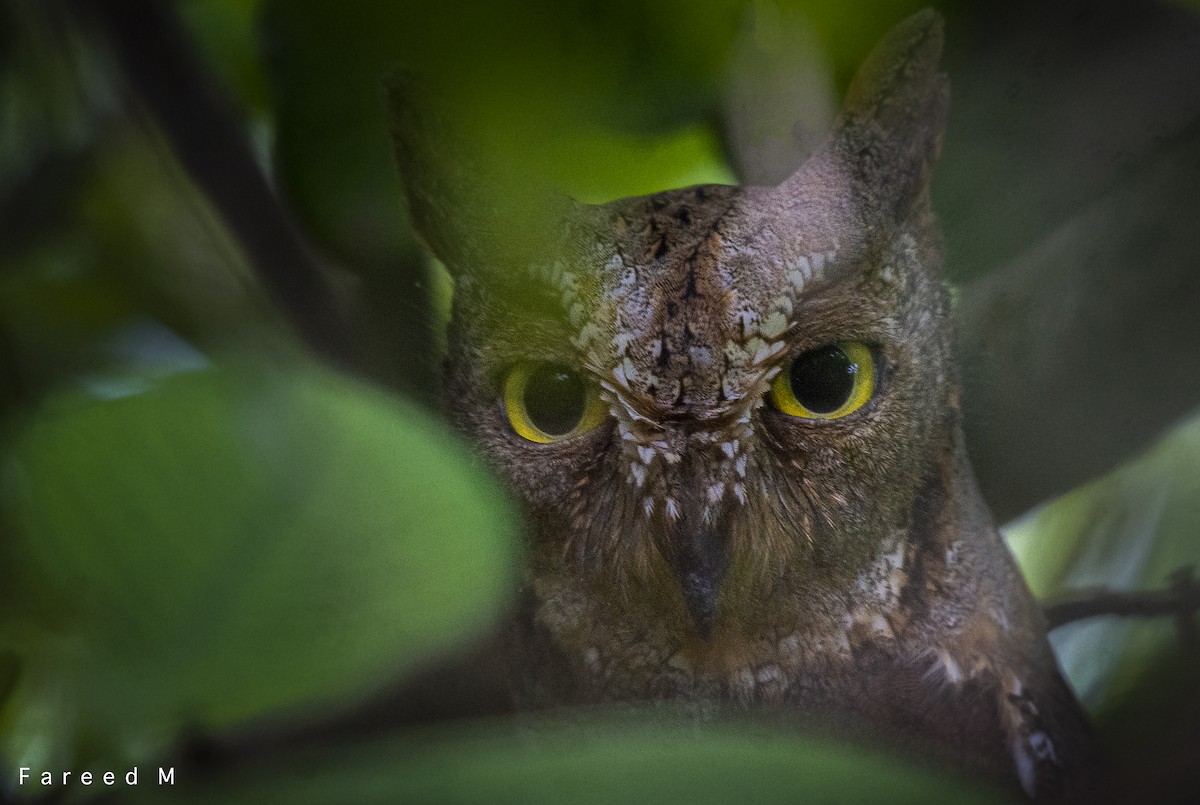 Oriental Scops-Owl - ML380031841
