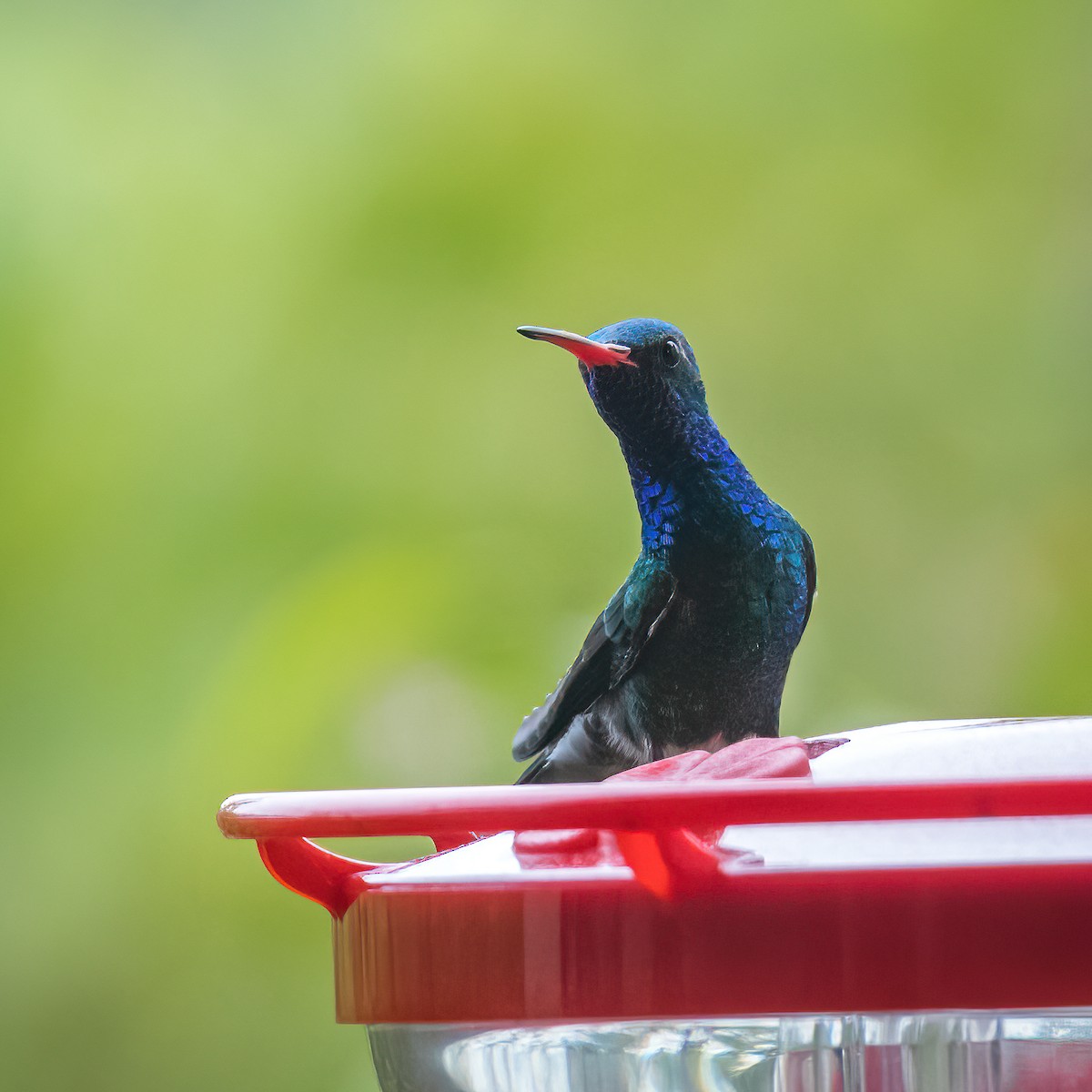 Broad-billed Hummingbird - ML380032081