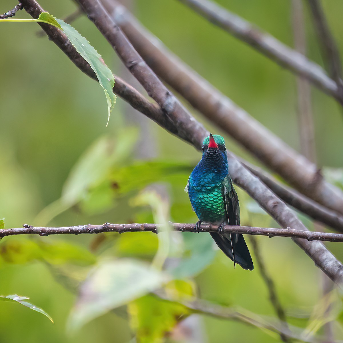 Colibrí Piquiancho Común - ML380032091