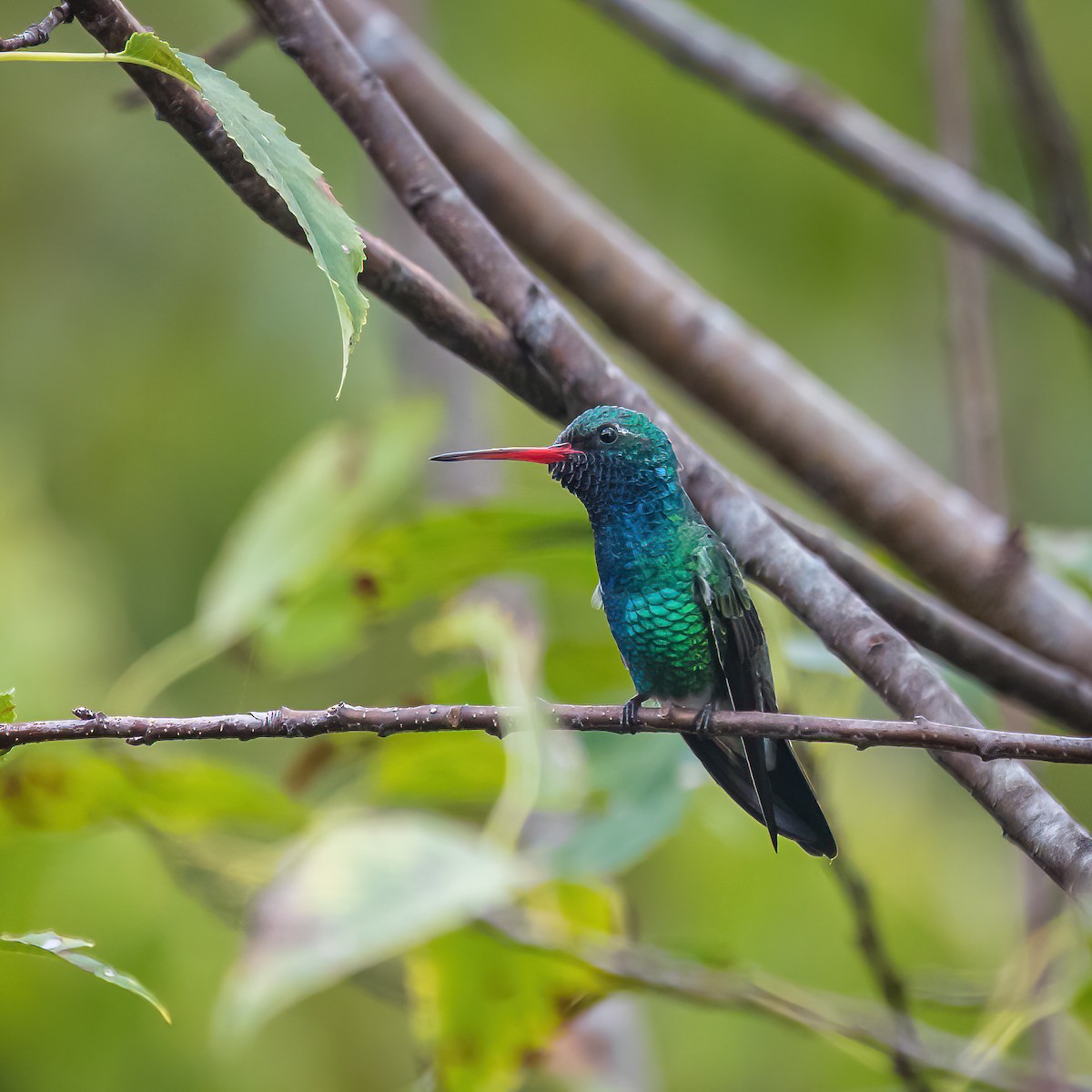 Broad-billed Hummingbird - Jim and Lynne Weber