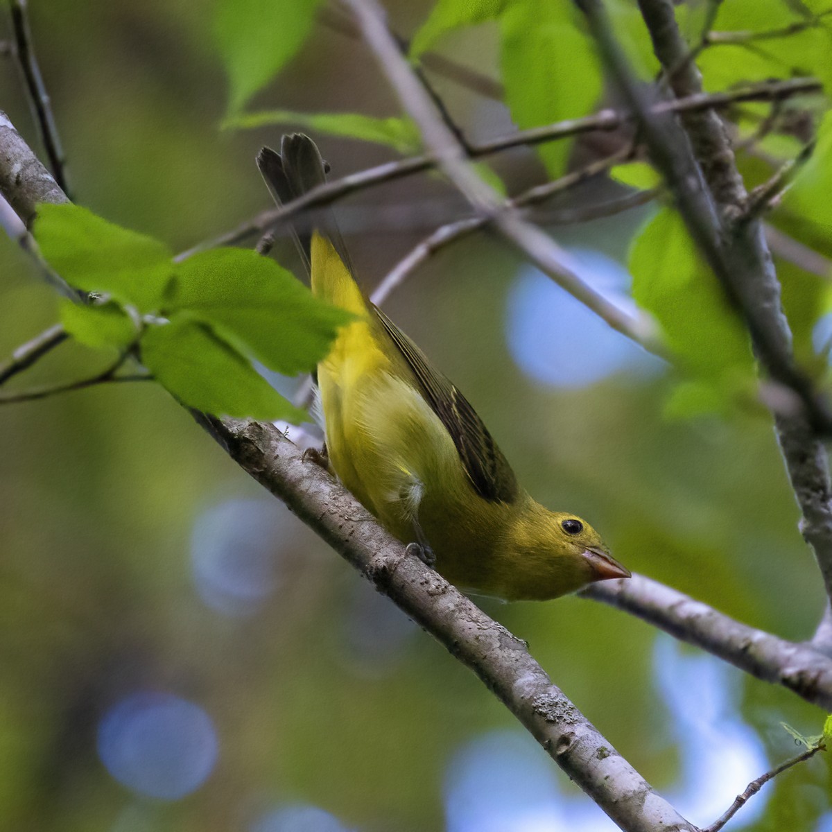 Scarlet Tanager - Dan Vickers