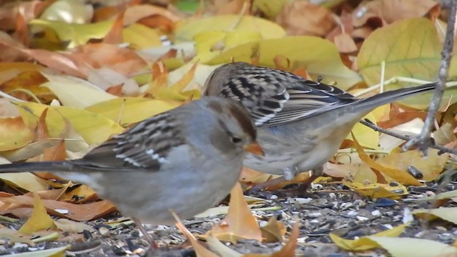 Harris's Sparrow - ML380035771