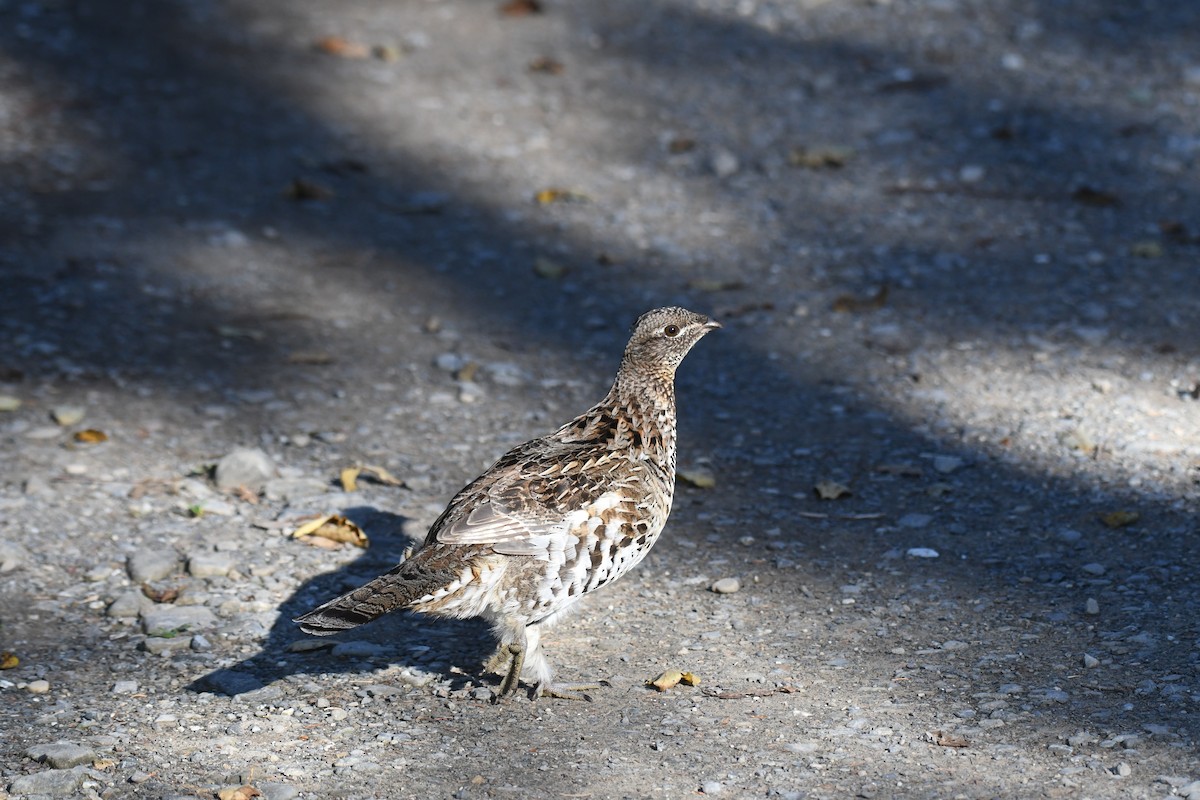 Ruffed Grouse - ML380035901