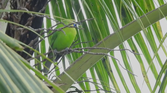 Jerdon's Leafbird - ML380036441