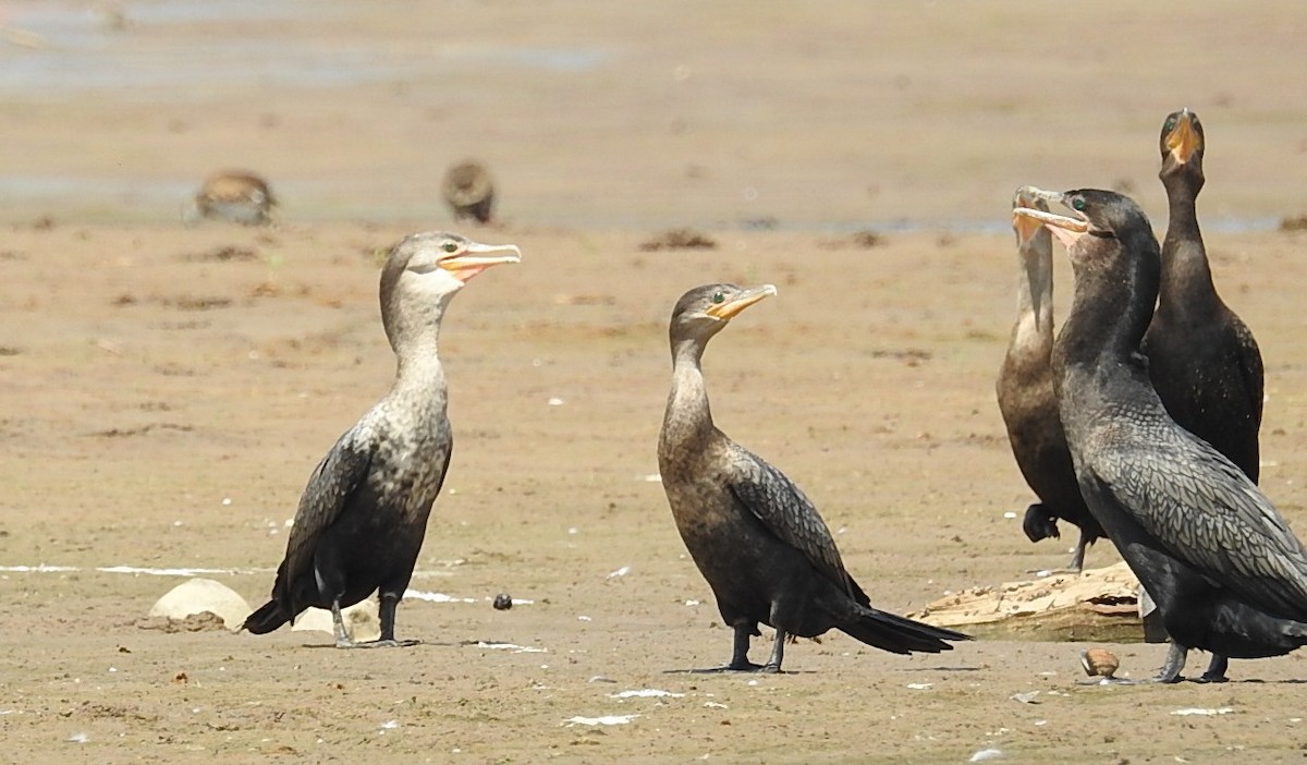 Neotropic Cormorant - ML380037081