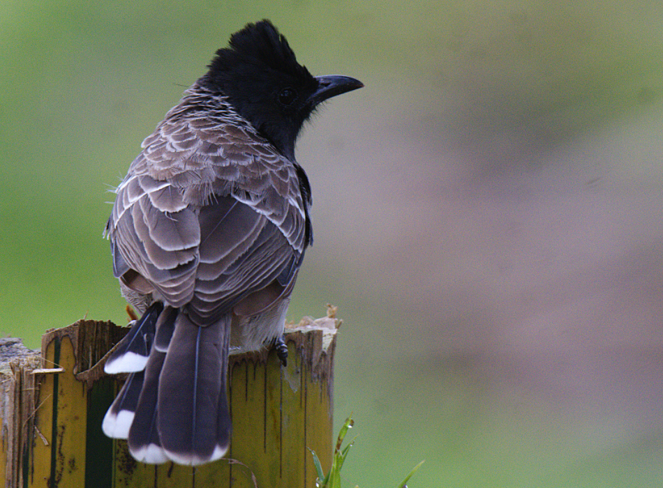 Bulbul à ventre rouge - ML380037331