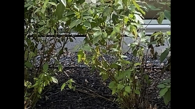 Ovenbird - ML380037991