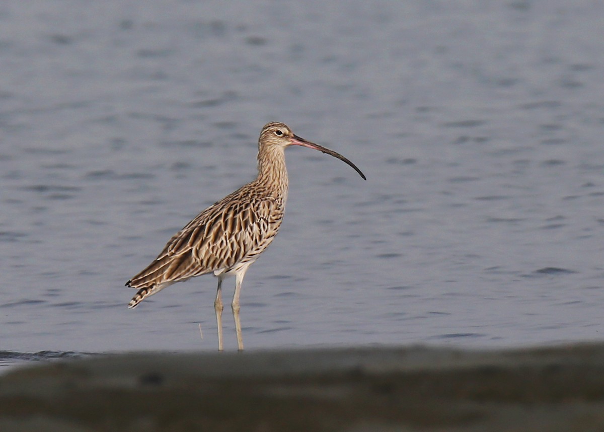 Eurasian Curlew - ML380038221