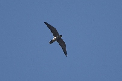 Eurasian Hobby - Reyan sofi