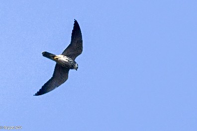 Eurasian Hobby - Reyan sofi