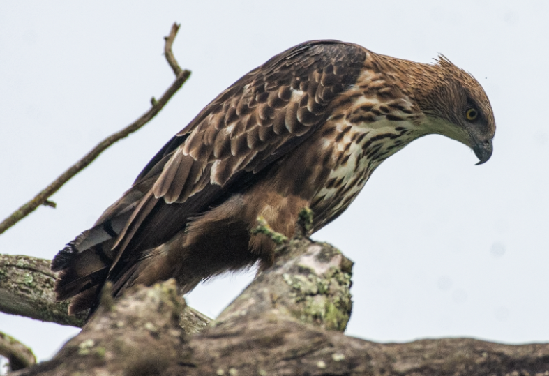 Changeable Hawk-Eagle - ML380038471