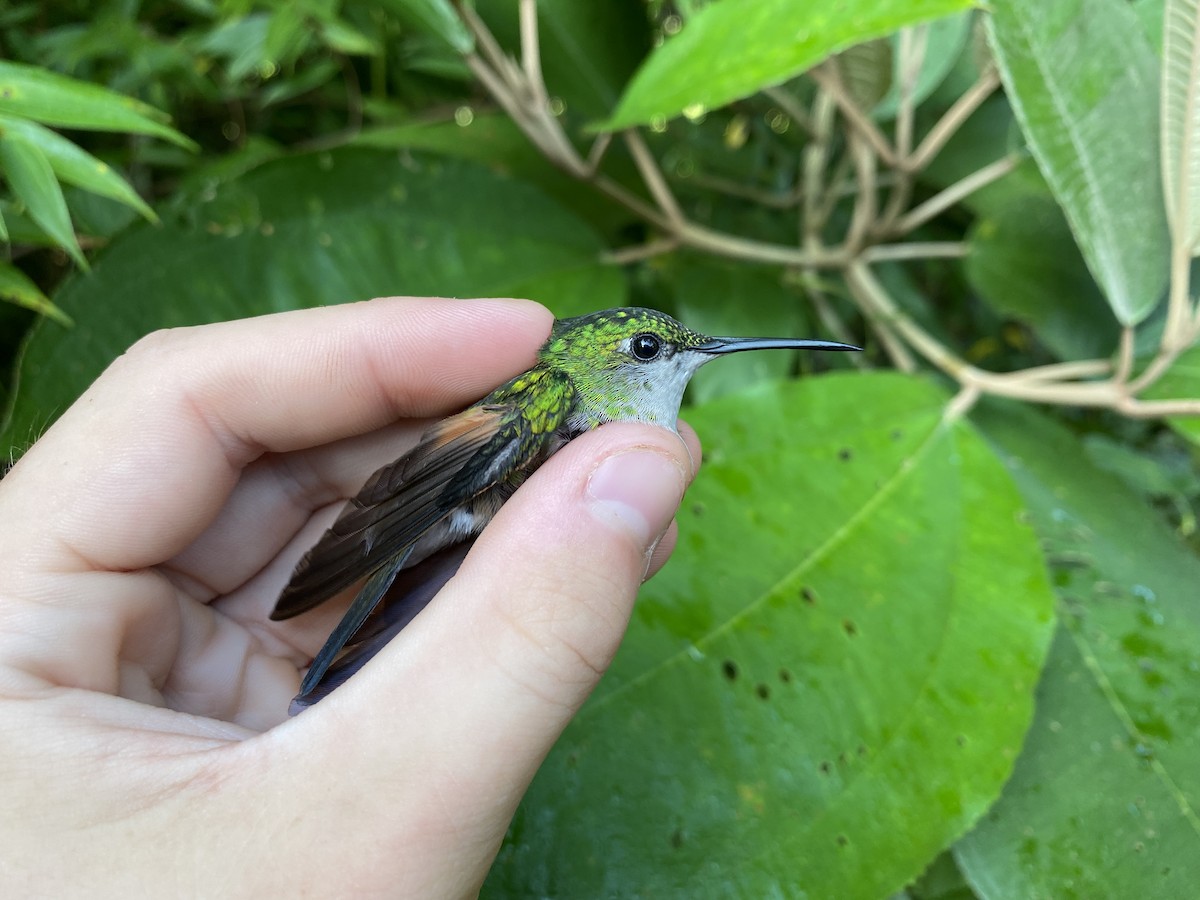 Stripe-tailed Hummingbird - Chris Sayers