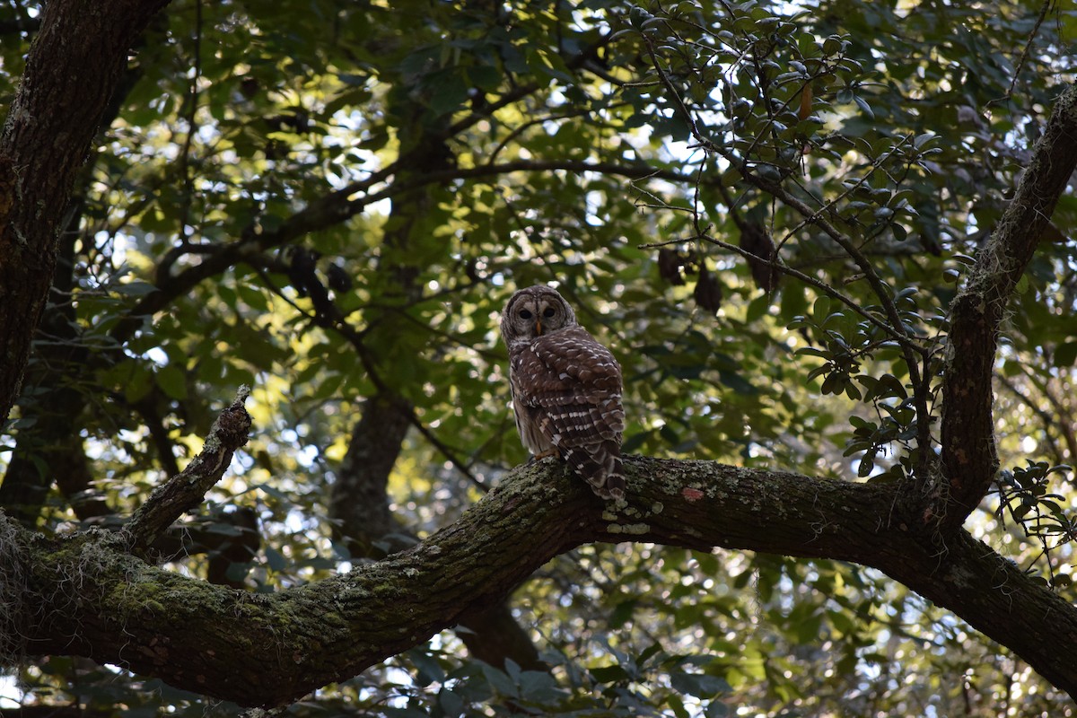 Barred Owl - ML380044111