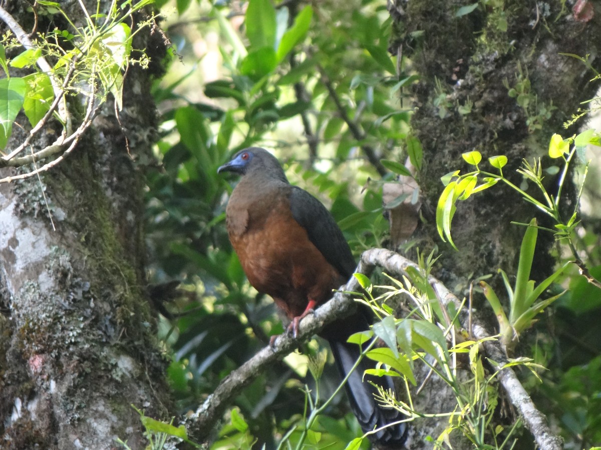 Sickle-winged Guan - Juan Camilo Uribe