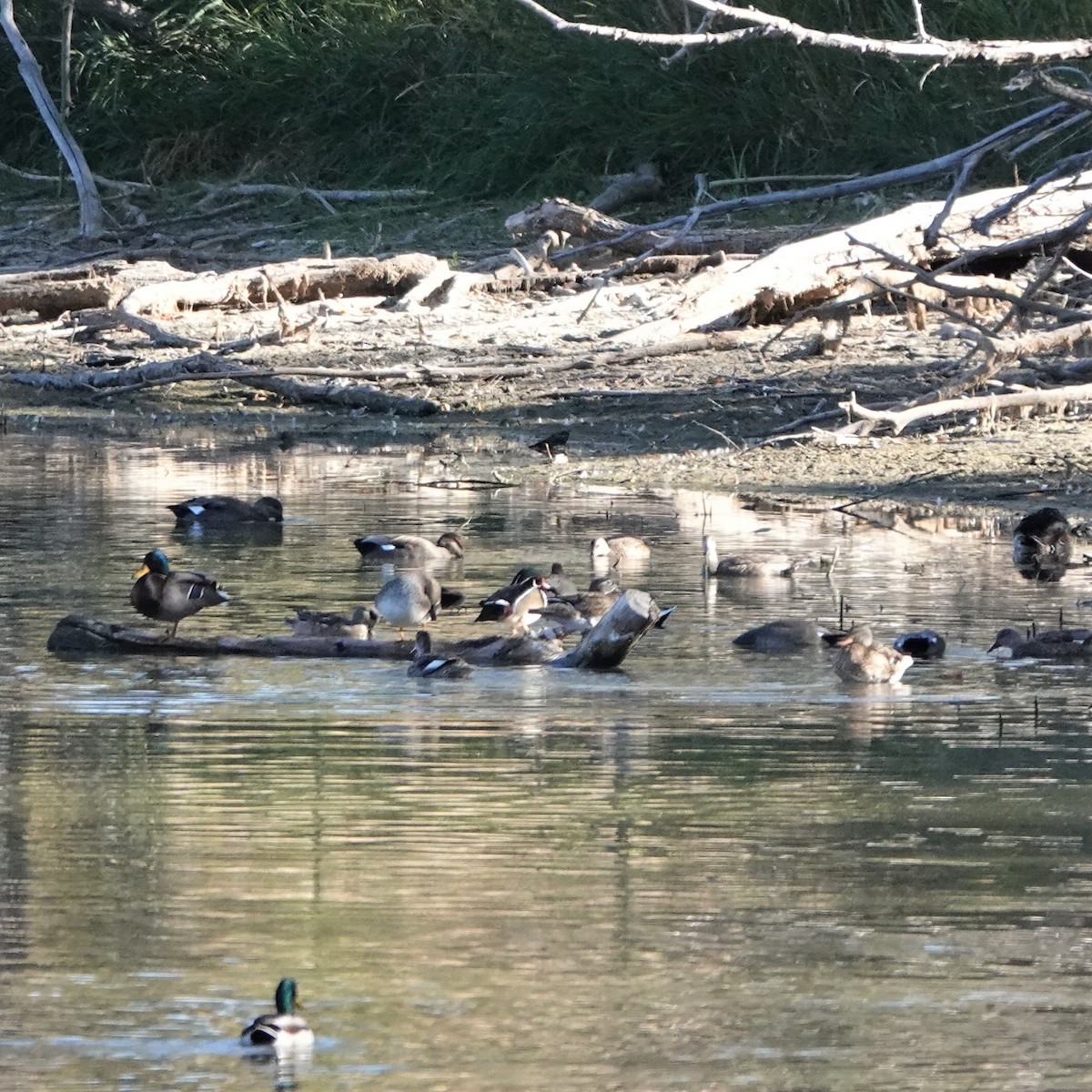 Wood Duck - ML380045451