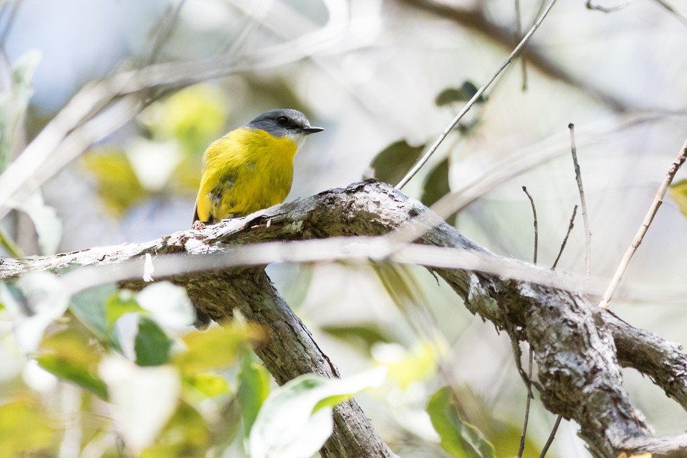 Eastern Yellow Robin - ML38004561