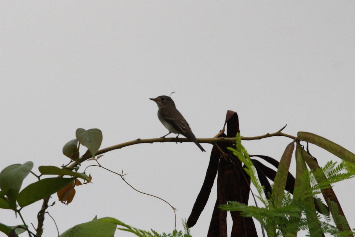 Asian Brown Flycatcher - ML38004671