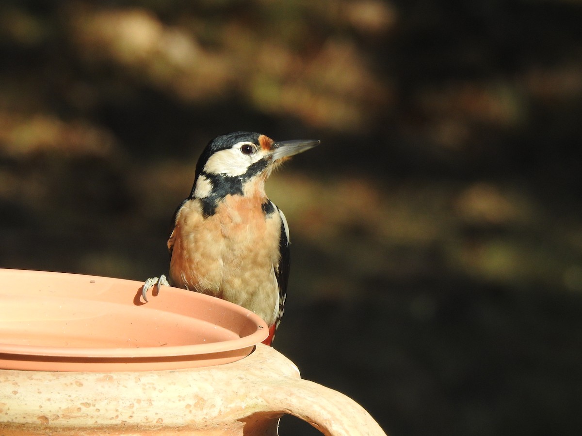 Great Spotted Woodpecker - ML380047701