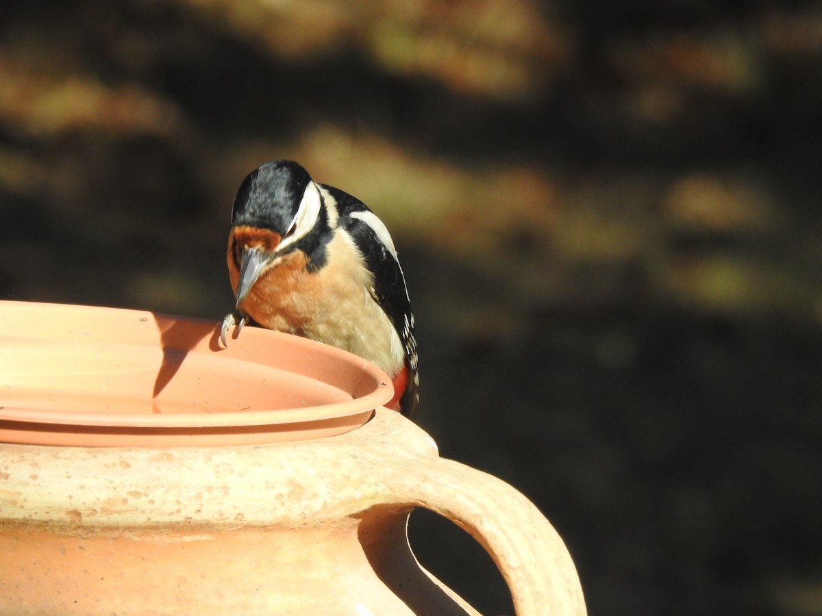Great Spotted Woodpecker - Erika Gates