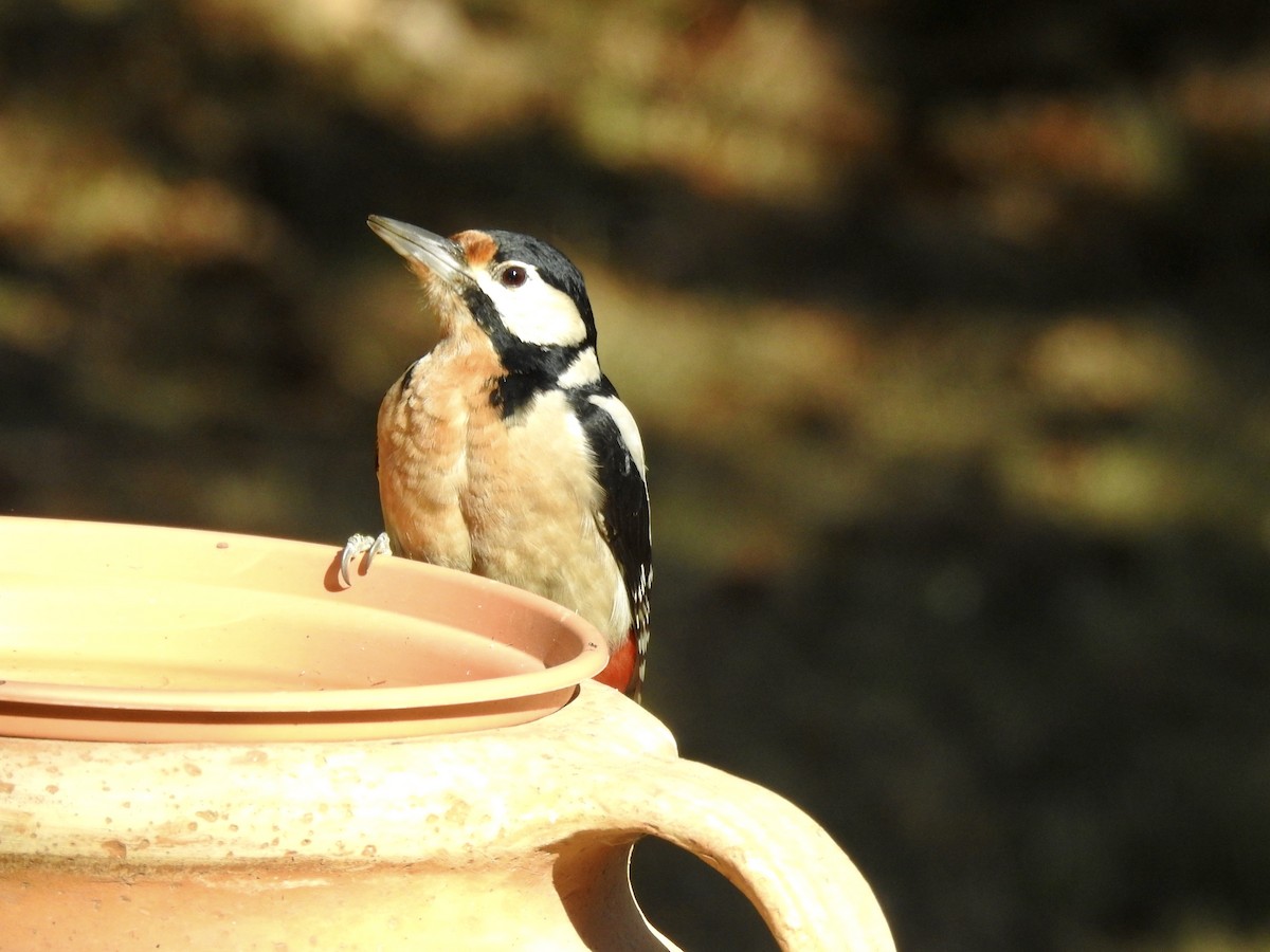 strakapoud velký - ML380047731