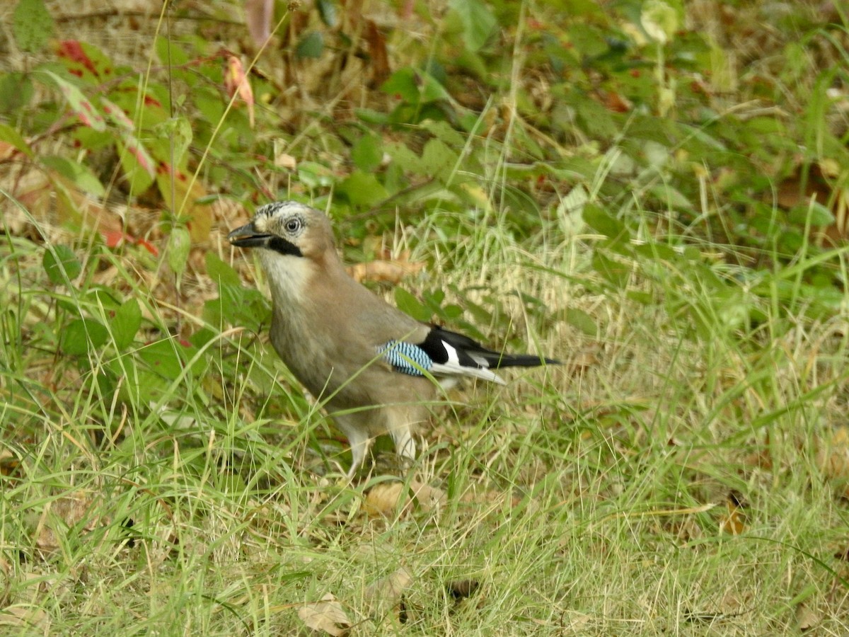 Eurasian Jay - ML380048081
