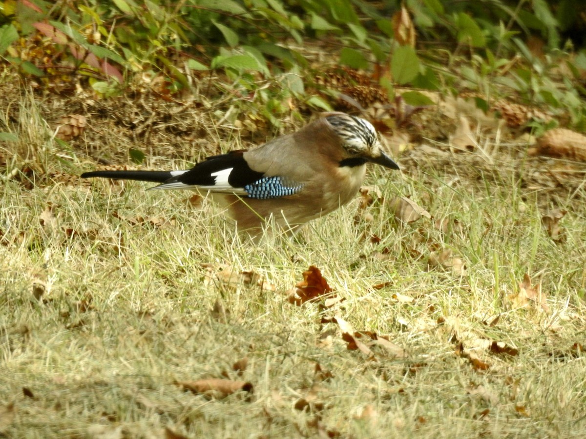 Eurasian Jay - ML380048091