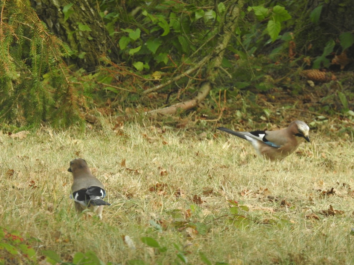 Eurasian Jay - ML380048101