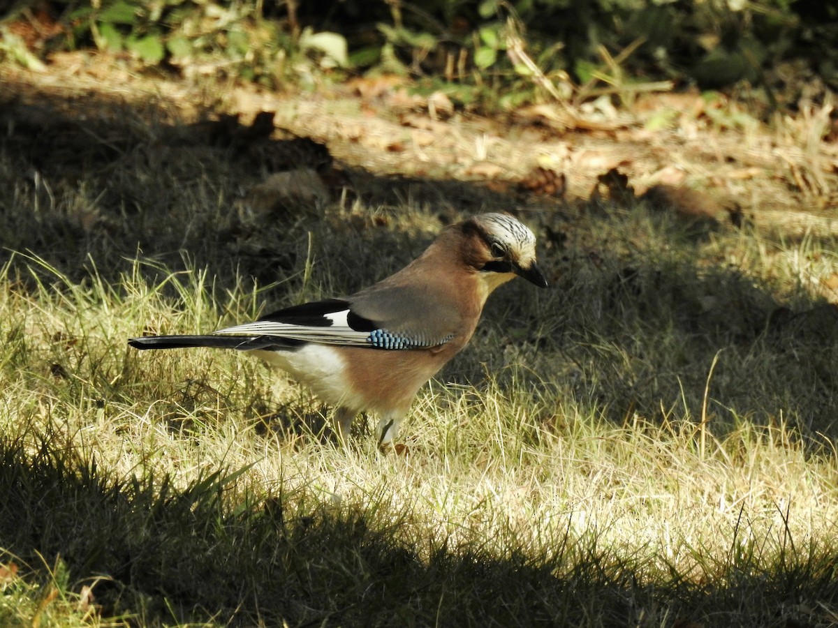 Eurasian Jay - ML380048111