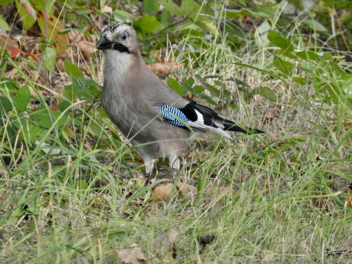 Eurasian Jay - Erika Gates