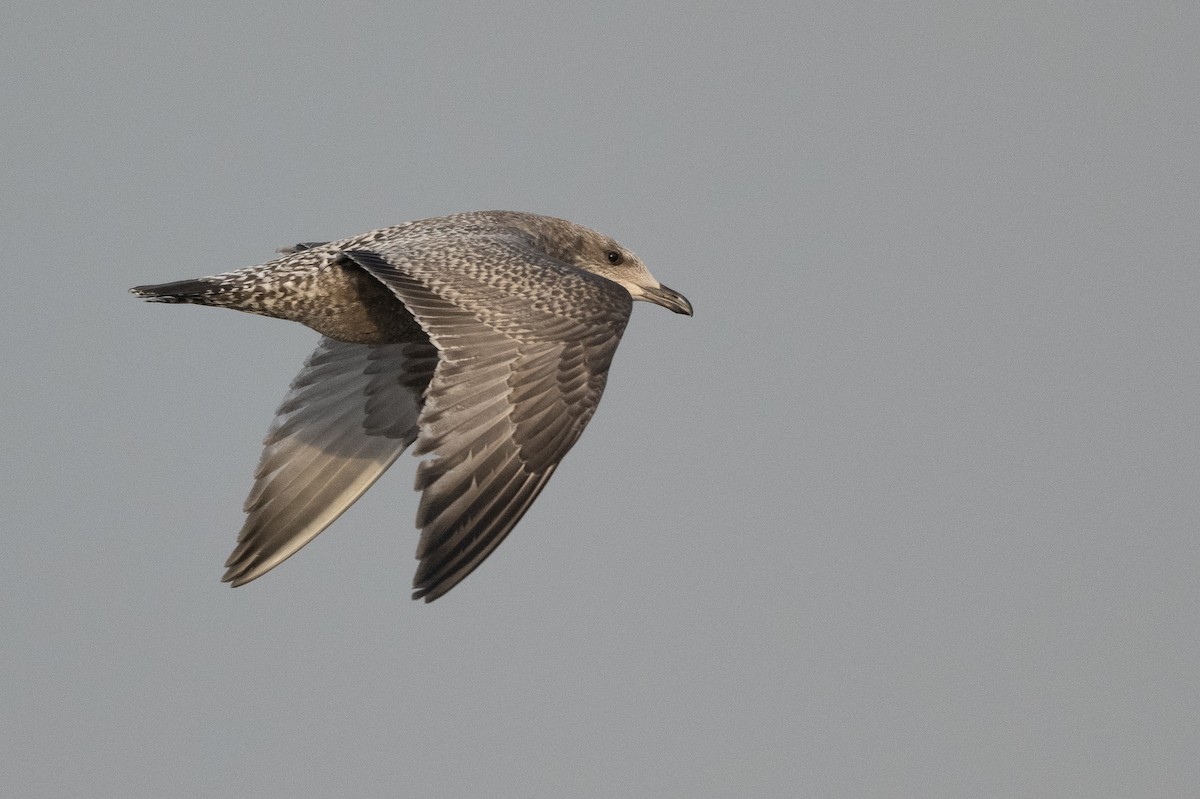 Gaviota Argéntea (americana) - ML380048471