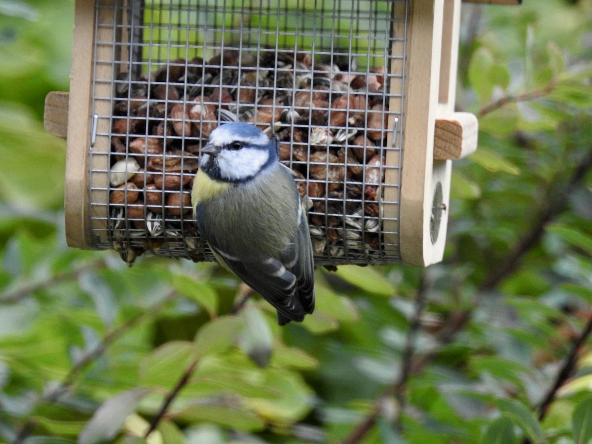 Eurasian Blue Tit - ML380048611