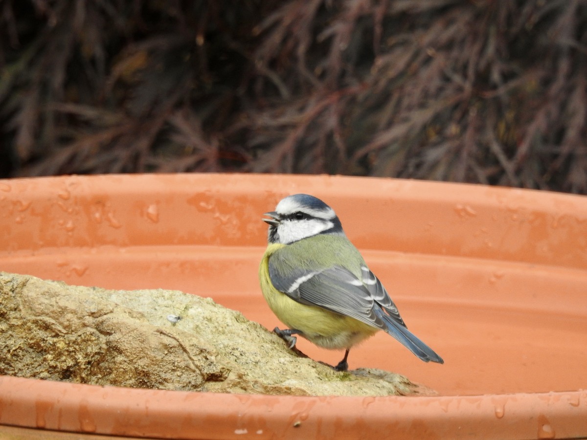 Eurasian Blue Tit - ML380048641