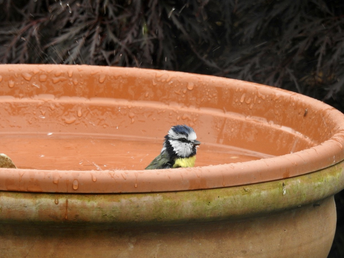 Eurasian Blue Tit - ML380048651