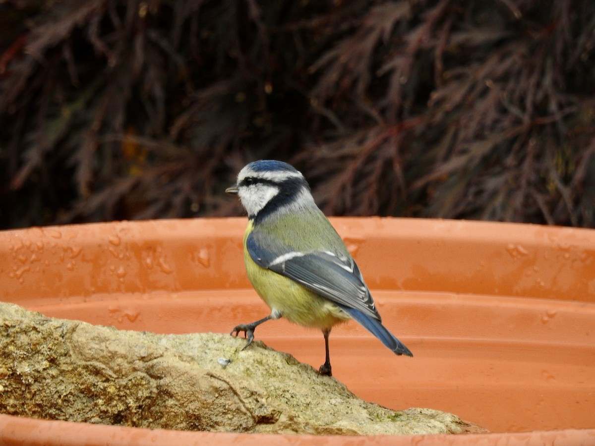 Eurasian Blue Tit - Erika Gates