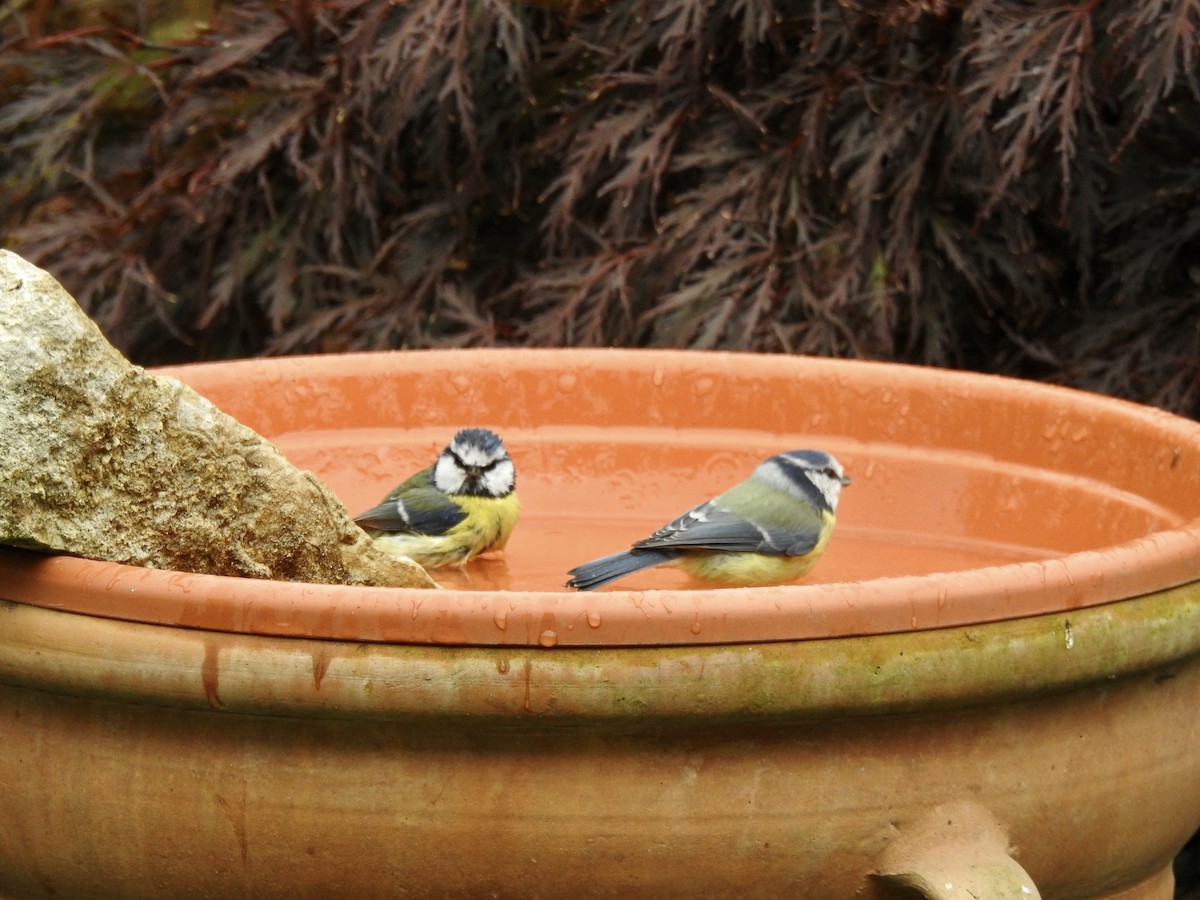 Өрнийн хөх бух - ML380048671