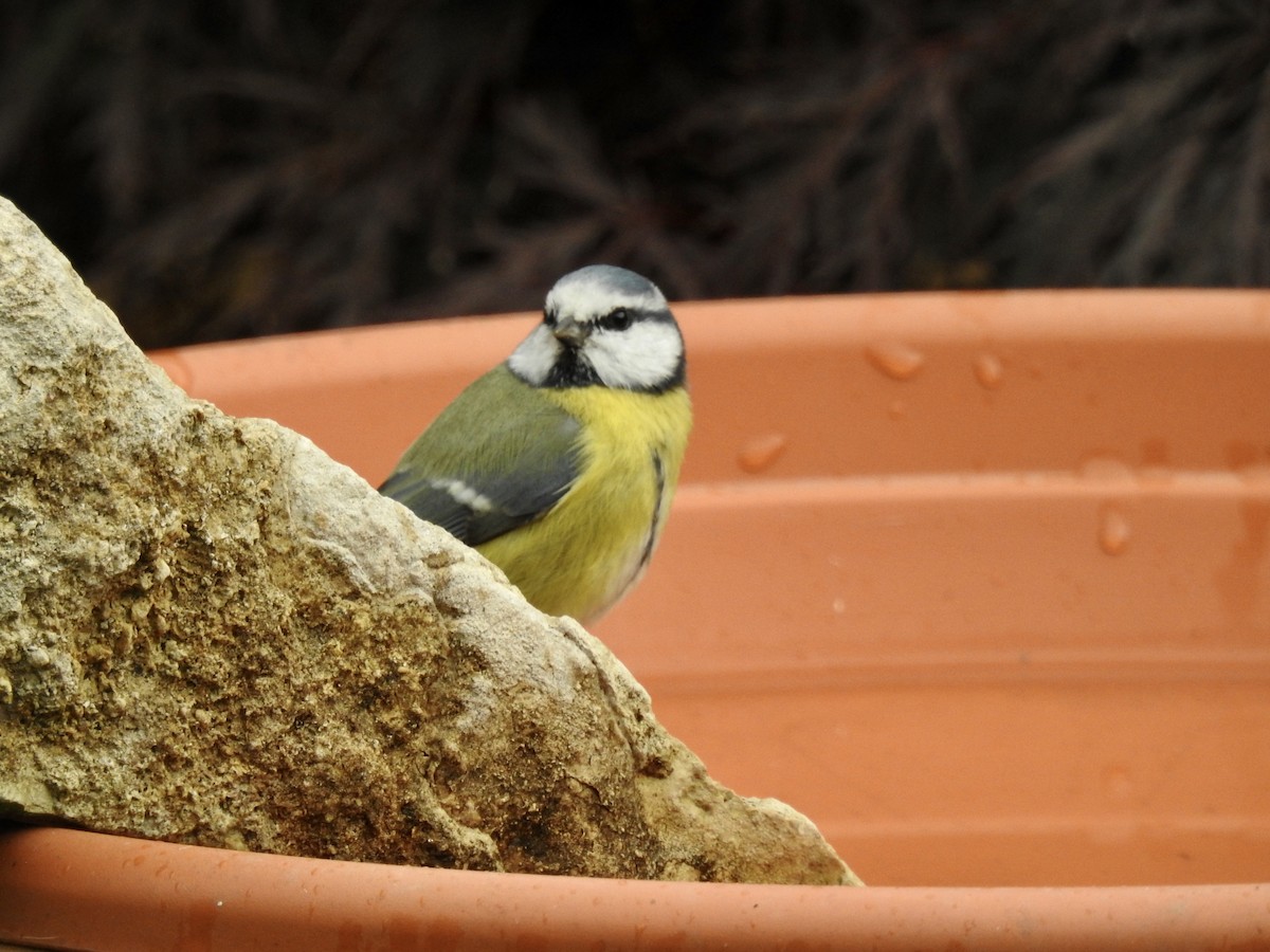 Eurasian Blue Tit - ML380048681