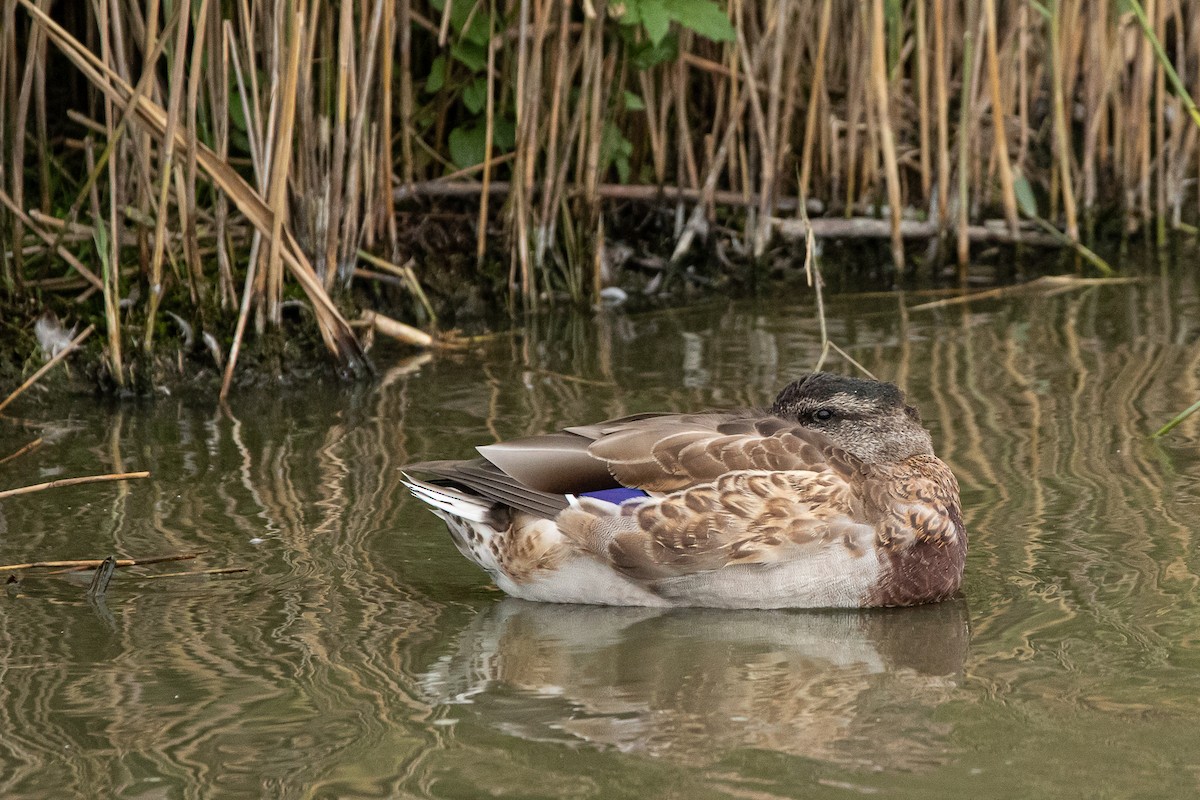 Mallard - ML380049001