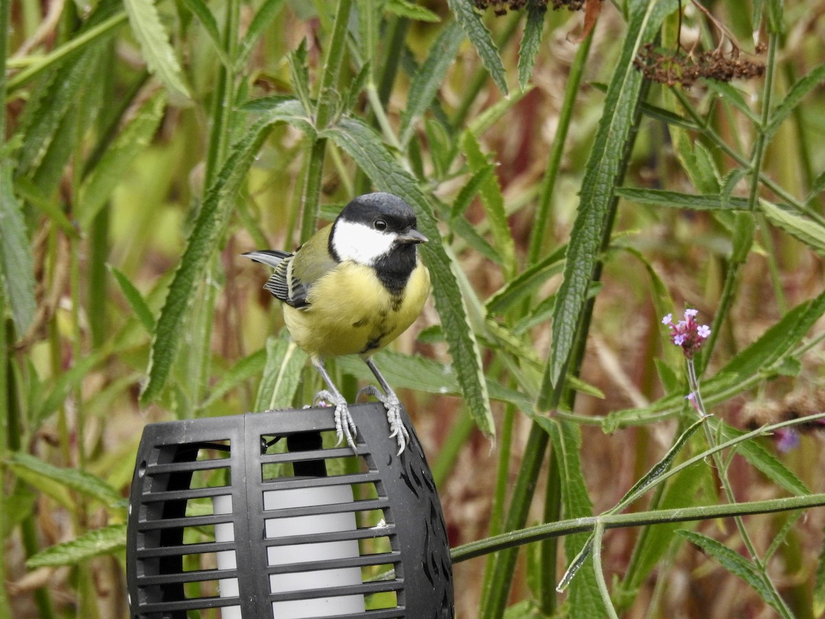 Great Tit - ML380049151
