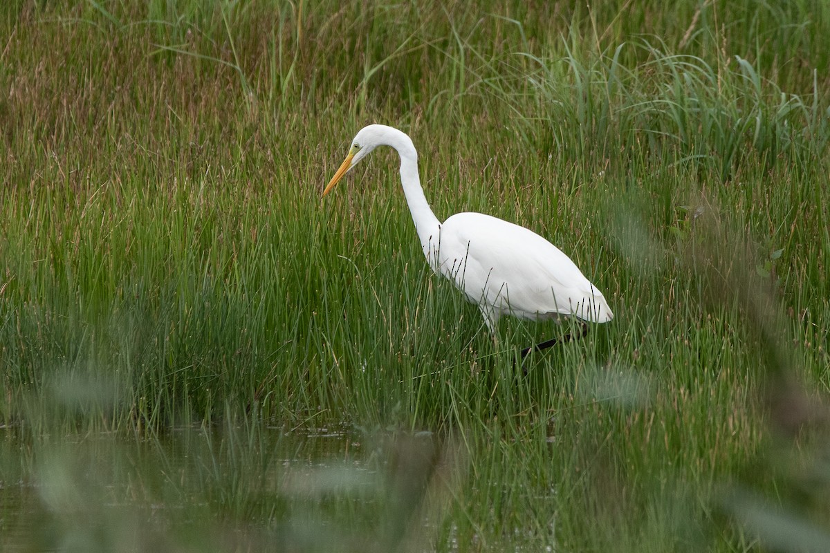 Great Egret - ML380049191