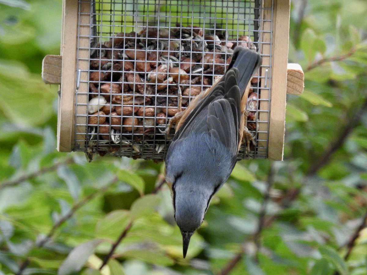 Өрнийн тоншголжин - ML380049311