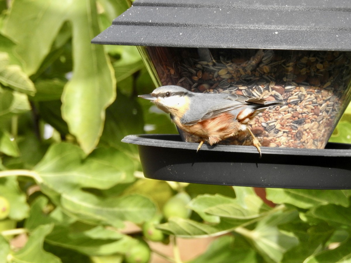 Eurasian Nuthatch - ML380049321