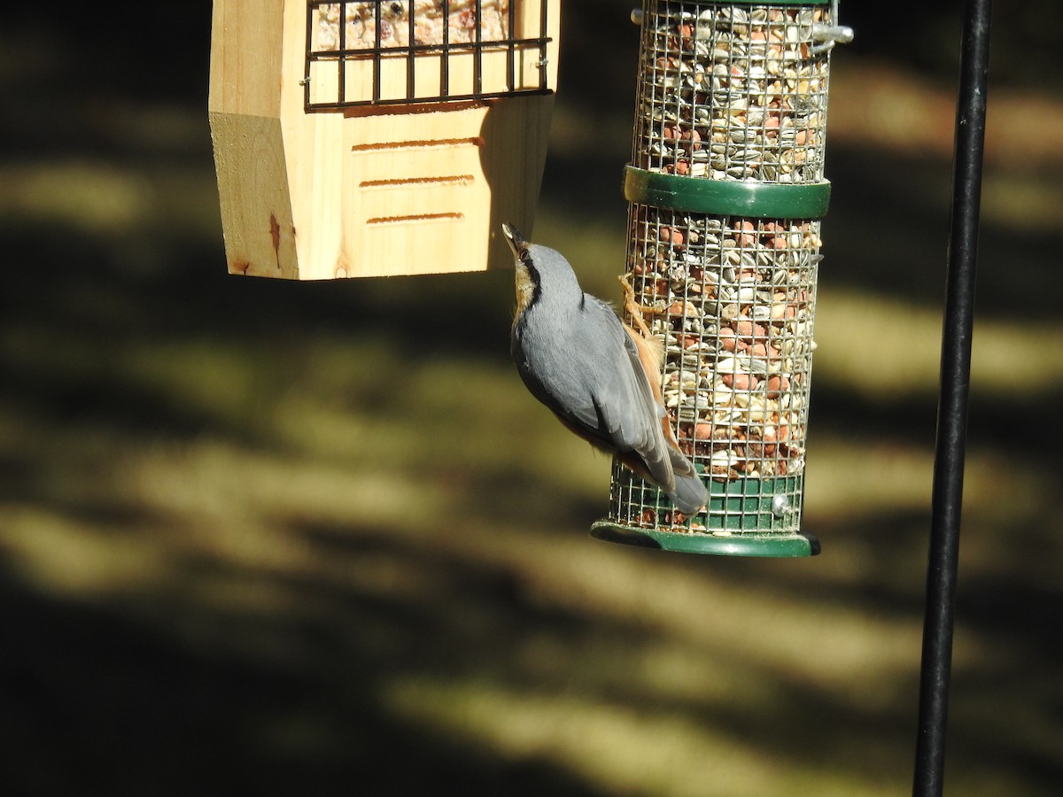 Eurasian Nuthatch - ML380049341