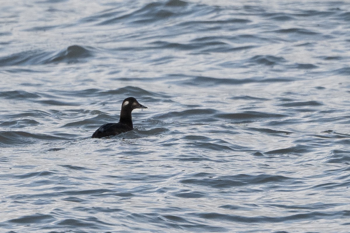 White-winged Scoter - ML380049461