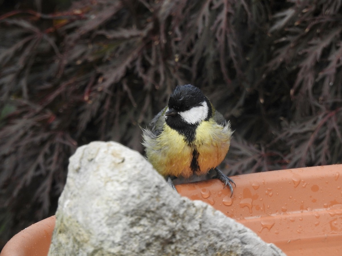 Great Tit - ML380049501