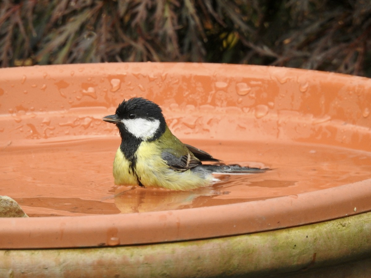 Great Tit - ML380049511