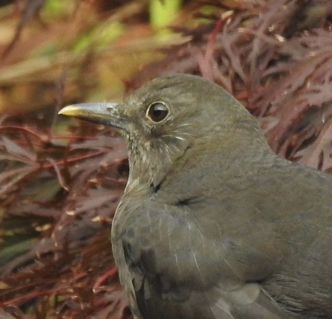 kos černý - ML380049631