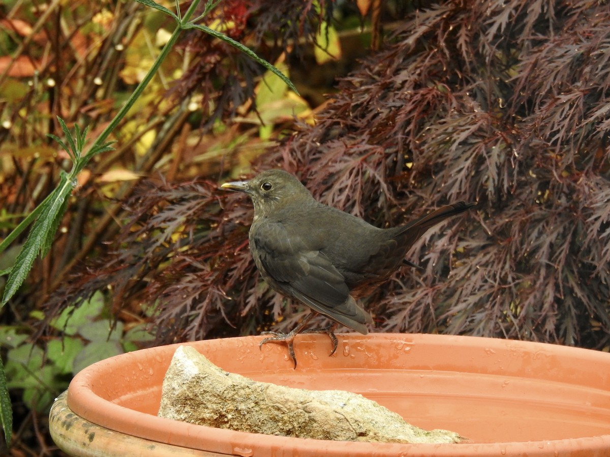 Eurasian Blackbird - ML380049751