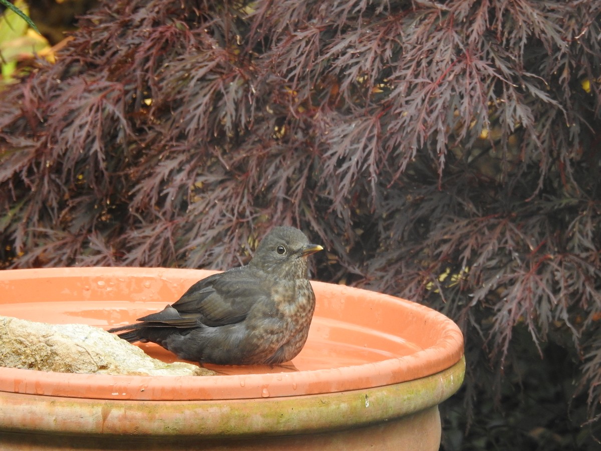 Eurasian Blackbird - ML380049801