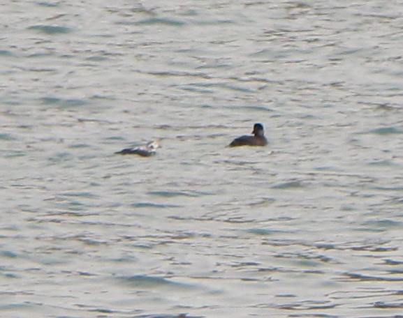 Long-tailed Duck - ML38004981